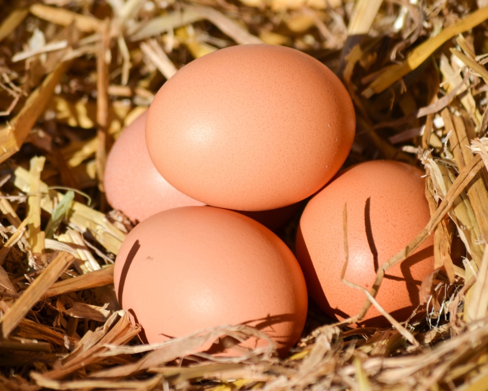 Triefer Hof: Frische Eier vom Bauernhof in Südtirol